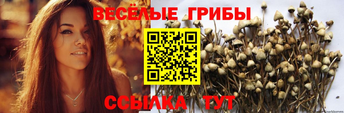 Галлюциногенные грибы Psilocybine cubensis Кумертау